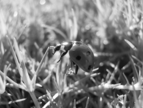 Černobílá krása - Život v trávě