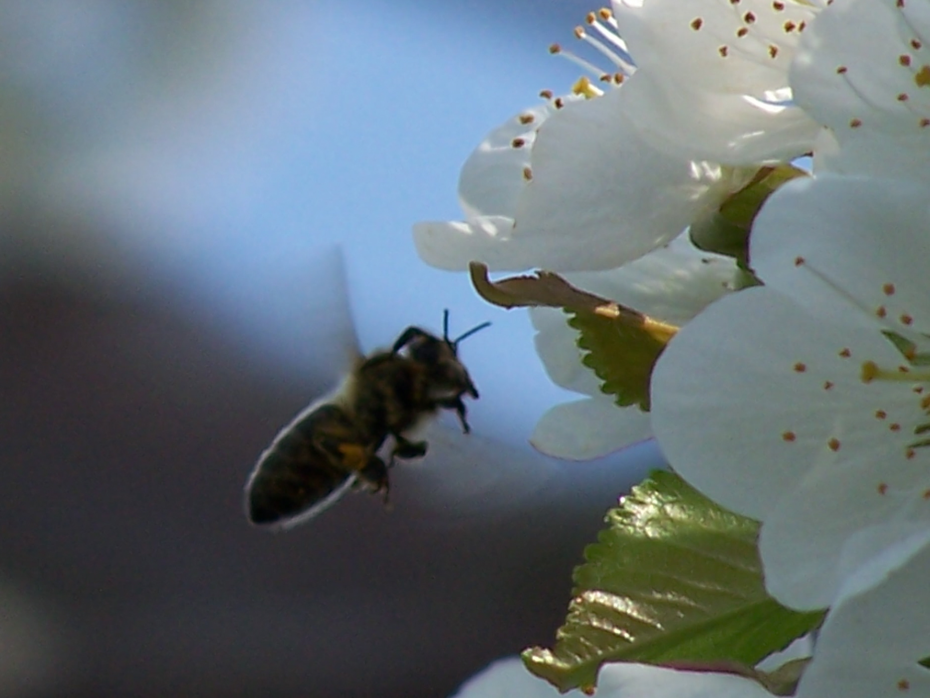 Včela u květů třešně