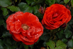Makrosvět - Růže s perlami