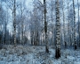 Dana Klimešová -Ruská zima....