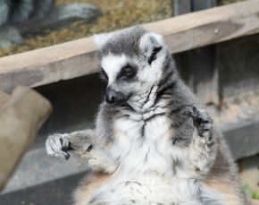 Zvířata, zvěř i mazlíčci - Lemur, který přebral