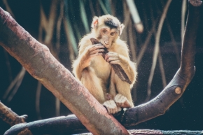 Zvířata, zvěř i mazlíčci - Planeta opic