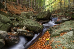 Divoká příroda - Podzim v Jizerkách