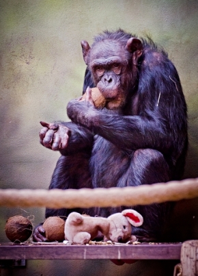 Zvířata, zvěř i mazlíčci - Šimpanz (Pan troglodytes)