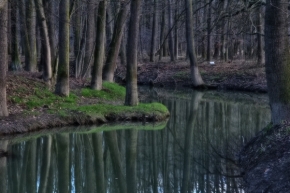 Divoká příroda - Lesní Jezero