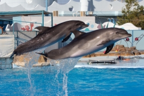 Zvířata, zvěř i mazlíčci - Dolphins