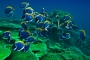 Rudolf Pradla -Kŕdeľ korálových rýb