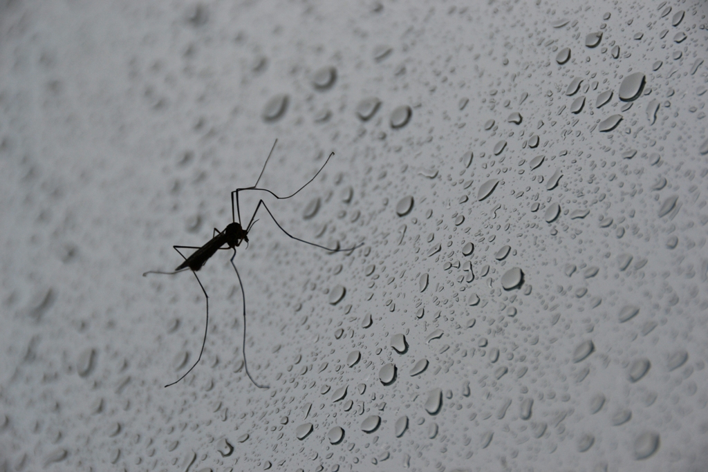 Komár mezi kapkami deště