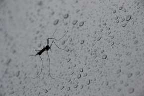 Divoká příroda - Komár mezi kapkami deště