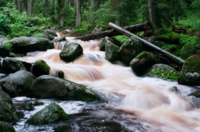 Divoká příroda - Hamerský potok