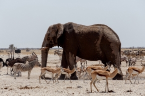 Zdeněk Malý - Zvířata u napajedla, Etosha, Namibia