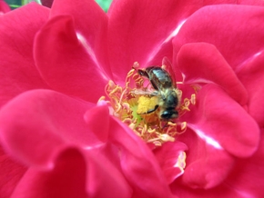 Makrosvět - Včielka Maja