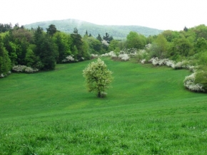 Stromy v krajině - Jar