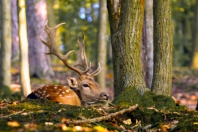 Divoká příroda - Fotograf roku - Kreativita - IV.kolo - Pán lesa
