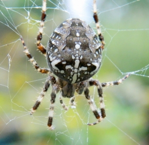Petr Hošinský - Křižák obecný (Araneus diadematus).  Pavoučí překvapení vzhledem.