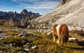 Divoká příroda - Pastva v Dolomitech
