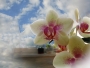 Pan neznámý -Orchidej proti slunci u okna ....