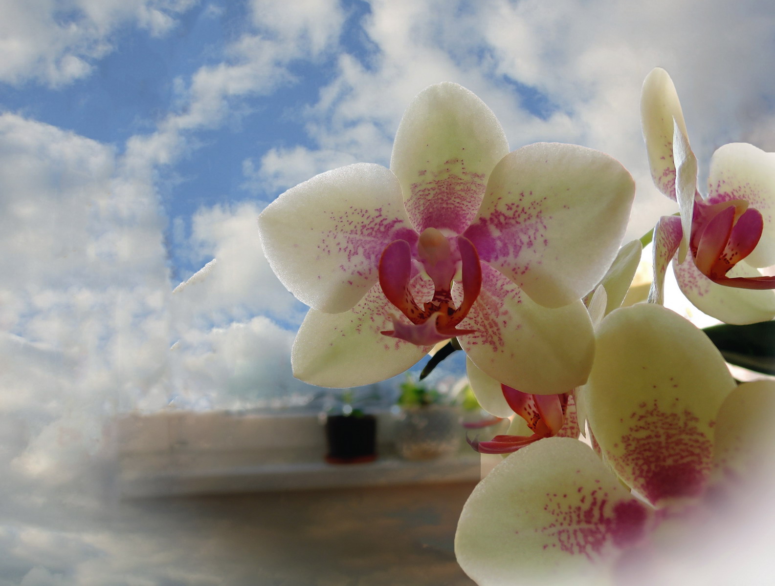 Orchidej proti slunci u okna ....