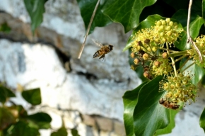 Divoká příroda - Včelí hodování