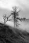 Martin Platil -Mrtvé stromy v páře