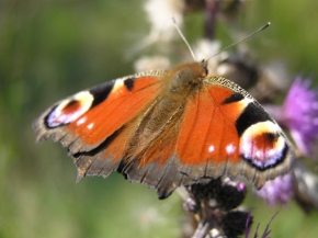 Makrosvět - Sosající motýlek- babočka kopřivová