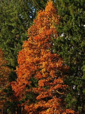Stromy v krajině - Fotograf roku - junior - Podzim