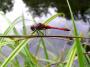 Red Dragonfly