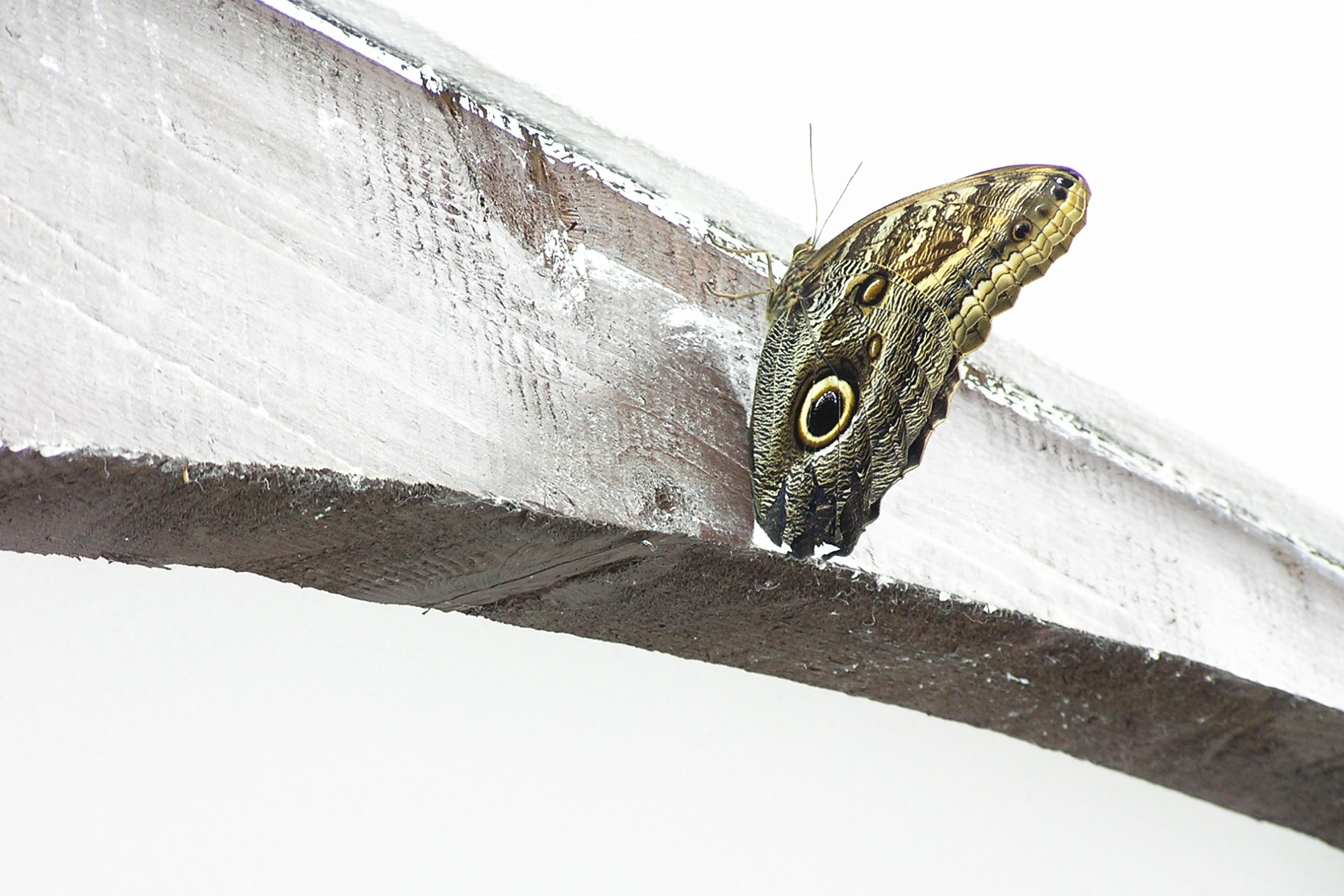 Mimikry motýla