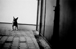Fenomén Street Foto - Street dog