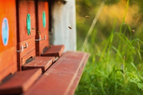Fotograf roku v přírodě 2015 - včelí život
