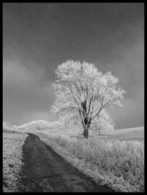 Stromy v krajině - Zima v sudetech