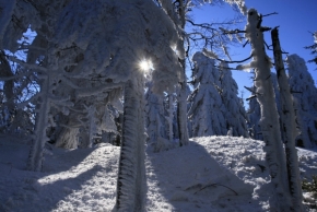 Lenka Kulpová - Zimní les