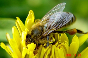 Makrosvět - Pracujúca včelička