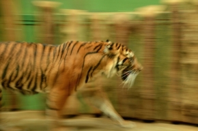 Sport a pohyb - Tiger