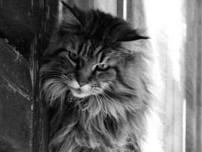 Černobílá krása - Na okně seděla kočka...
