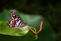 Papilio demodocus