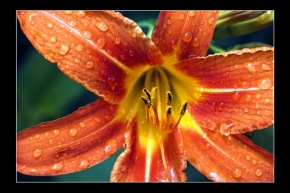 Makrosvět - Krása květních pestíků