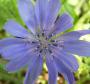 Blue kiti