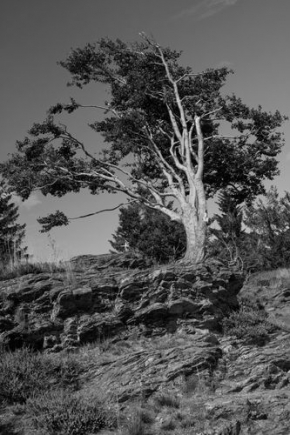 Stromy v krajině - Větrem bičovaný