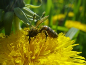 Fotograf roku v přírodě 2015 - Včela len ako pozadie
