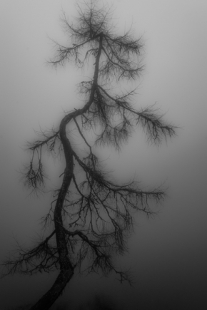 Černobílá krása - Strom nádeje