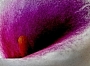 Dana Klimešová -barevné nitro