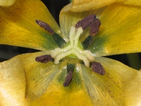 Makrosvět - Tulipán