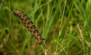 Petra Pepichova - Caterpillar