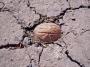 The Mud Age