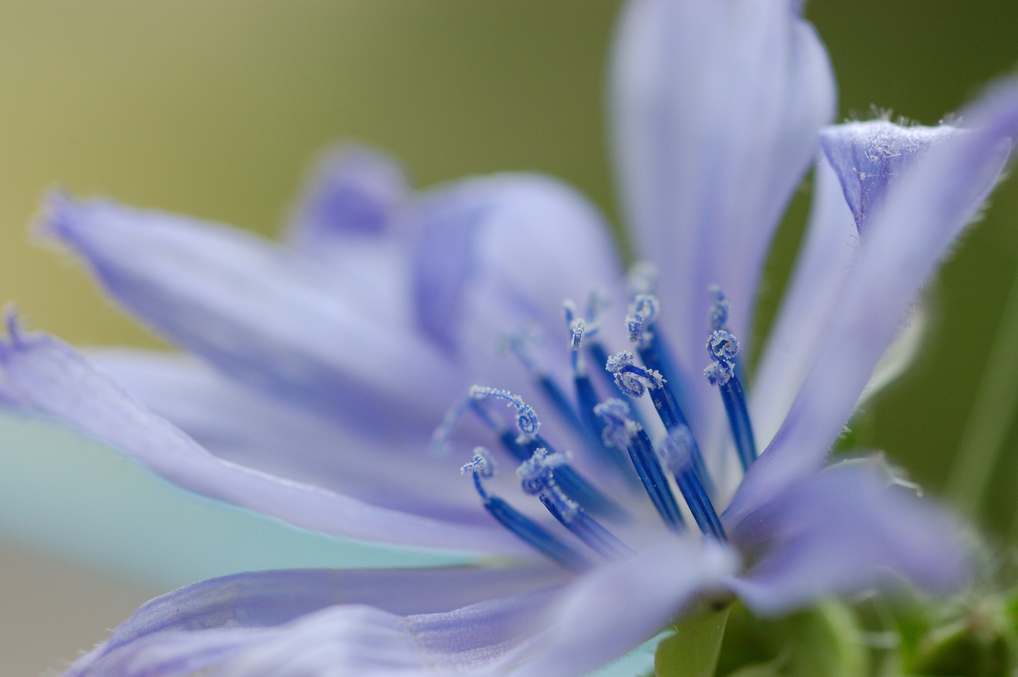 Modry kvet