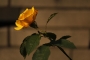 Iva Skulinová -Růže