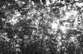 Černobílá krása - Spolupráce stromů a světla