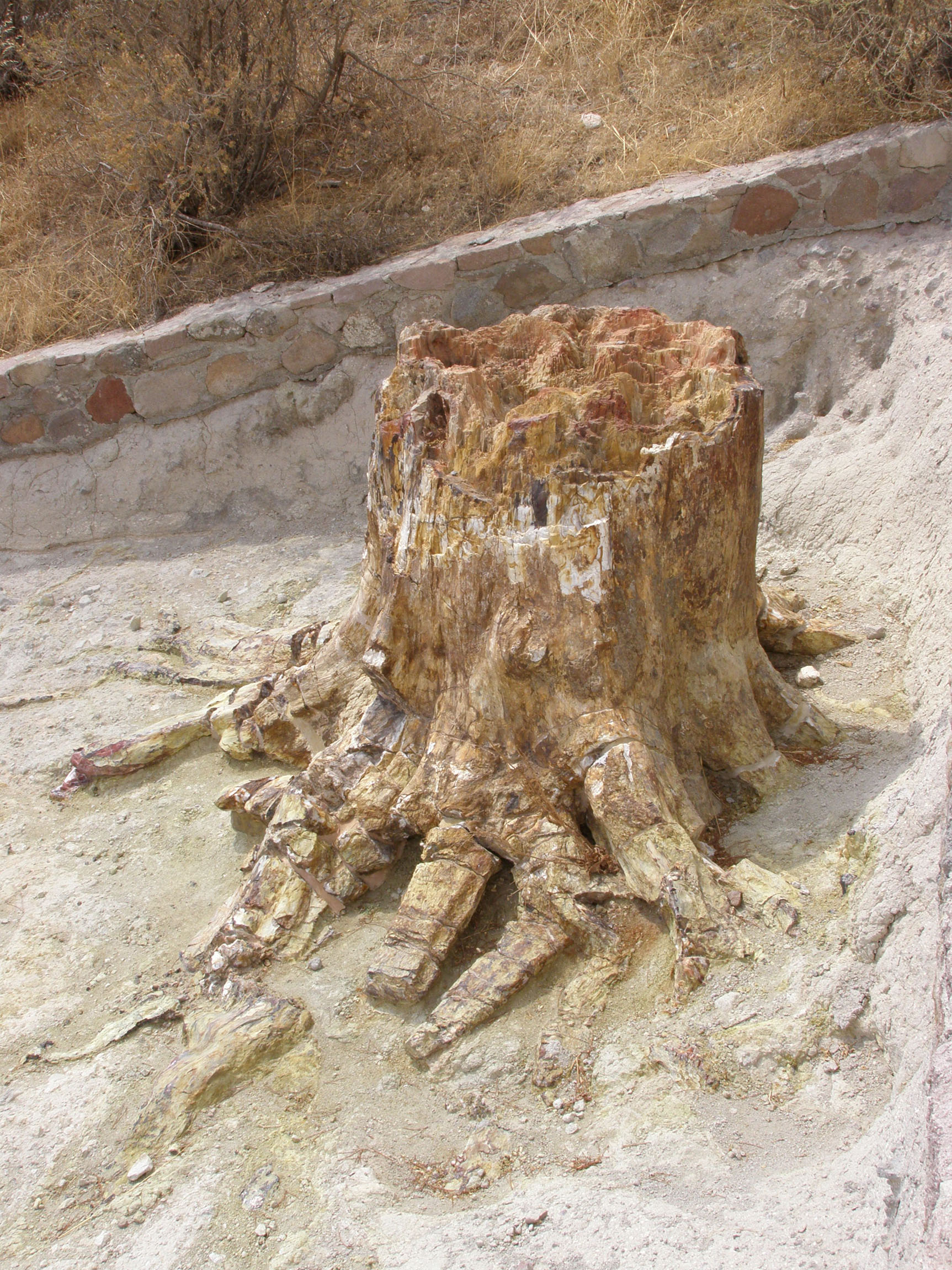 Skamenělý strom
