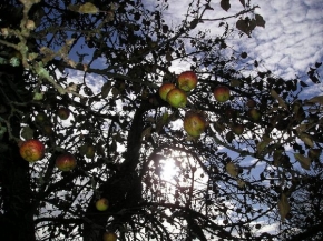 Stromy v krajině - Planá jablůňka
